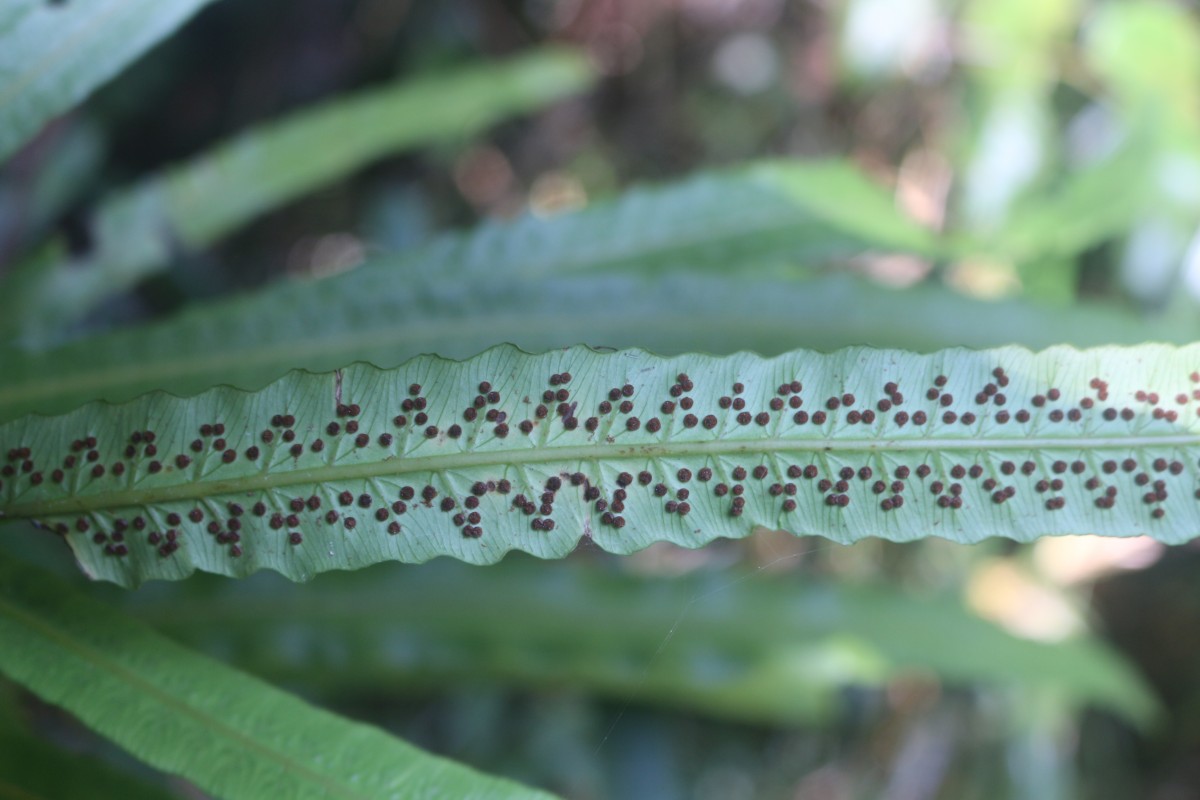 Alsophila sinuata  (Hook. & Grev.) R.M.Tryon